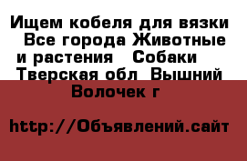 Ищем кобеля для вязки - Все города Животные и растения » Собаки   . Тверская обл.,Вышний Волочек г.